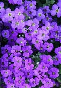 50 Aubrieta Cascade Purple Flower Seeds