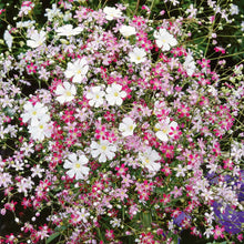 Load image into Gallery viewer, 500 Mixed Color Annual Babys Breath Flower Seeds
