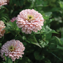 Load image into Gallery viewer, 20 Ballerina Blush Zinnia Flower Seeds
