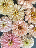 20 Ballerina Blush Zinnia Flower Seeds