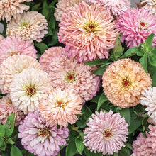 Load image into Gallery viewer, 20 Ballerina Blush Zinnia Flower Seeds

