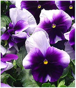 50 Beaconsfield Bicolor Swiss Giants Pansy Flower Seeds