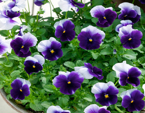 50 Beaconsfield Bicolor Swiss Giants Pansy Flower Seeds