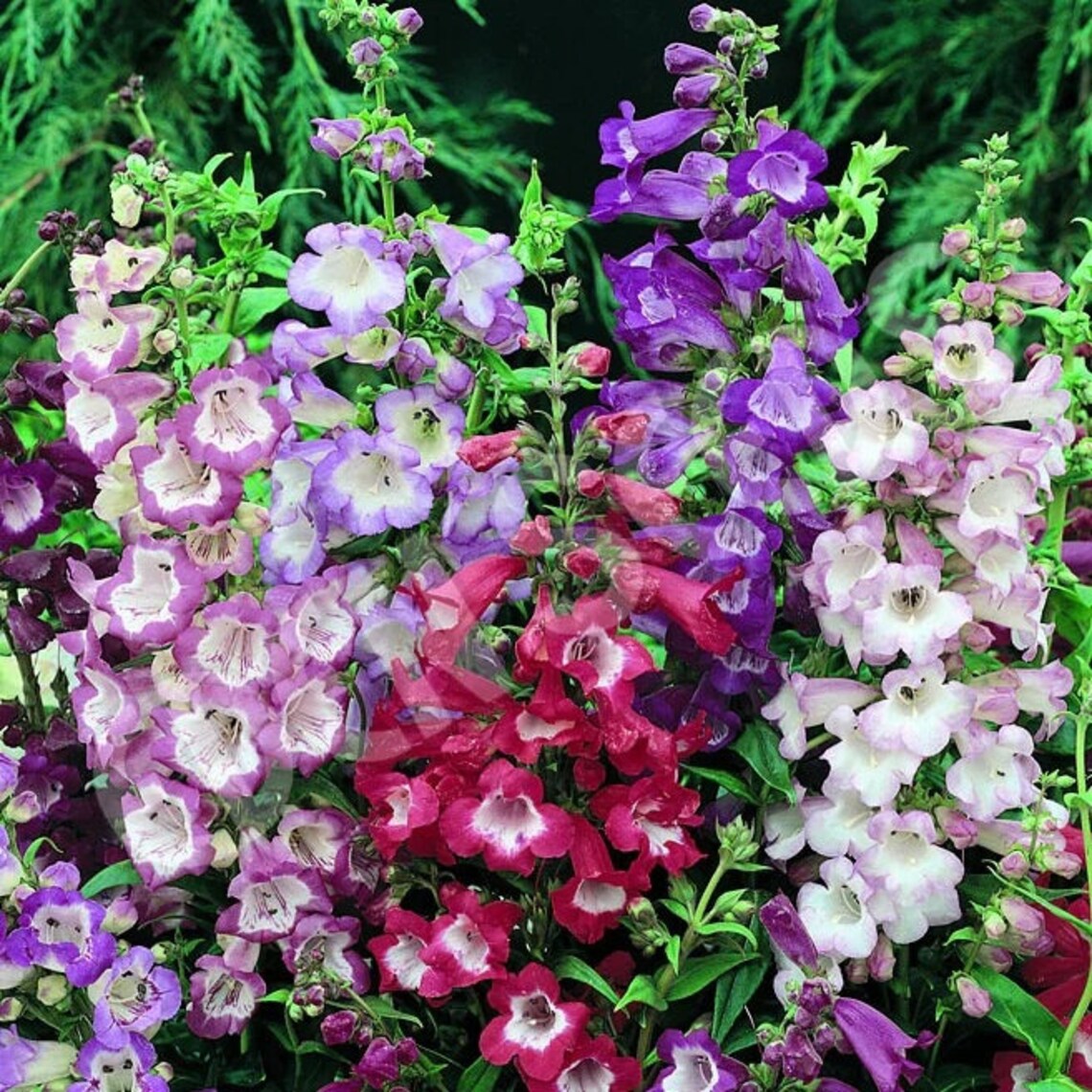 penstemon flower seeds 50 Penstemon / Beardtongue "Sensations Mix" Flower Seeds