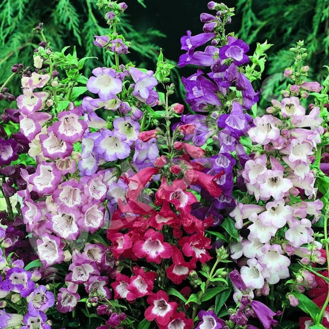 planting penstemon seeds 50 Penstemon / Beardtongue "Sensations Mix" Flower Seeds – New Hill Farms