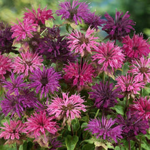 Load image into Gallery viewer, 50 Bee Balm Mixed Color Flower Seeds
