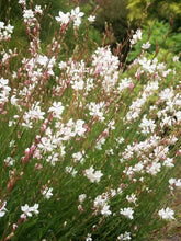 Load image into Gallery viewer, 50 Gaura Bee Blossom Flower Seeds

