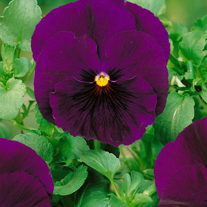 50 Bergwacht Purple Swiss Giants Pansy Flower Seeds