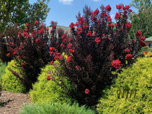 Load image into Gallery viewer, 25 Black Diamond Red Crepe Myrtle Seeds

