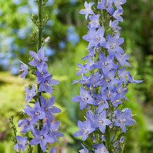 Load image into Gallery viewer, 100 Blue Pyradmidalis Campanula Bell Flower Seeds
