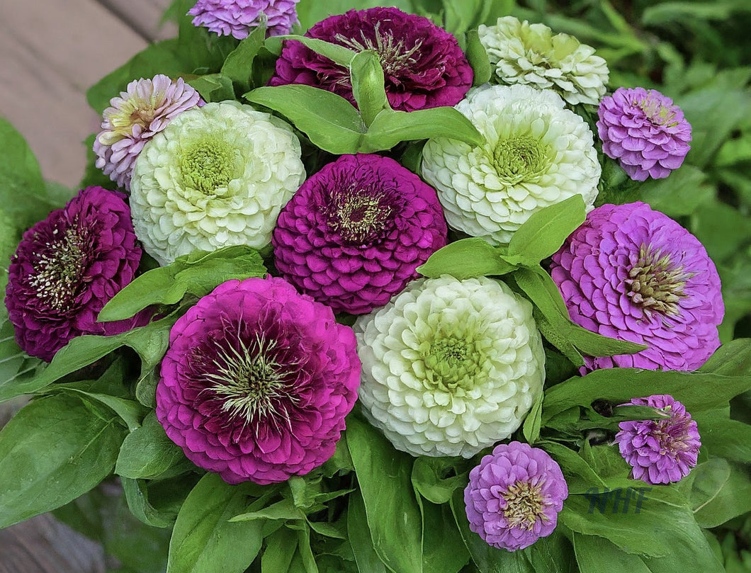 100  Blueberry Swirl Zinnia Flower Seeds