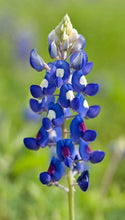 Load image into Gallery viewer, 1000 Bluebonnet Flower Seeds
