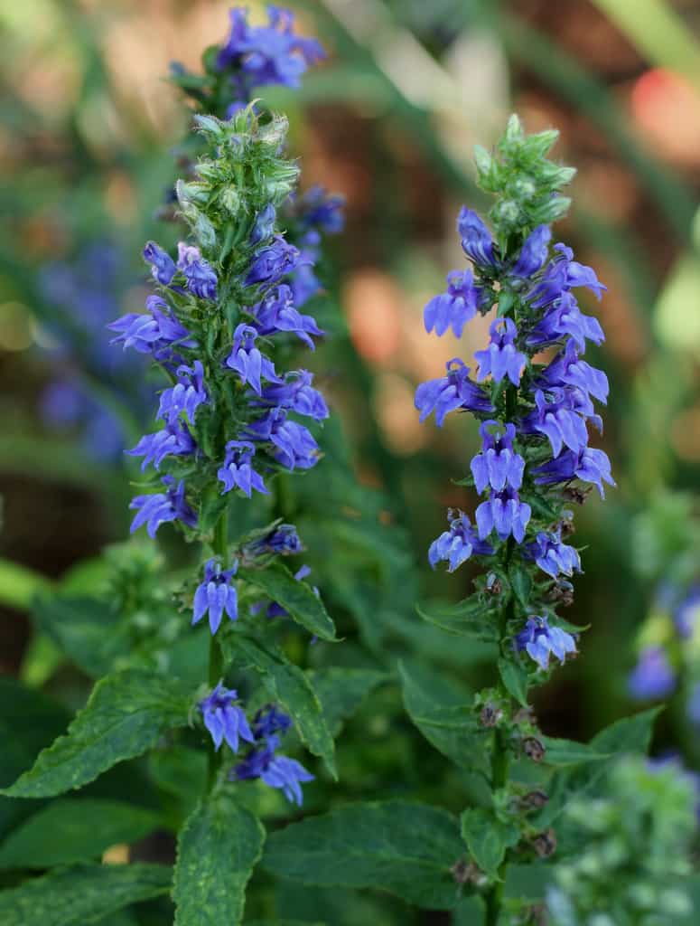 cardinal flower seed germination 200 Blue Cardinal Flower Seeds