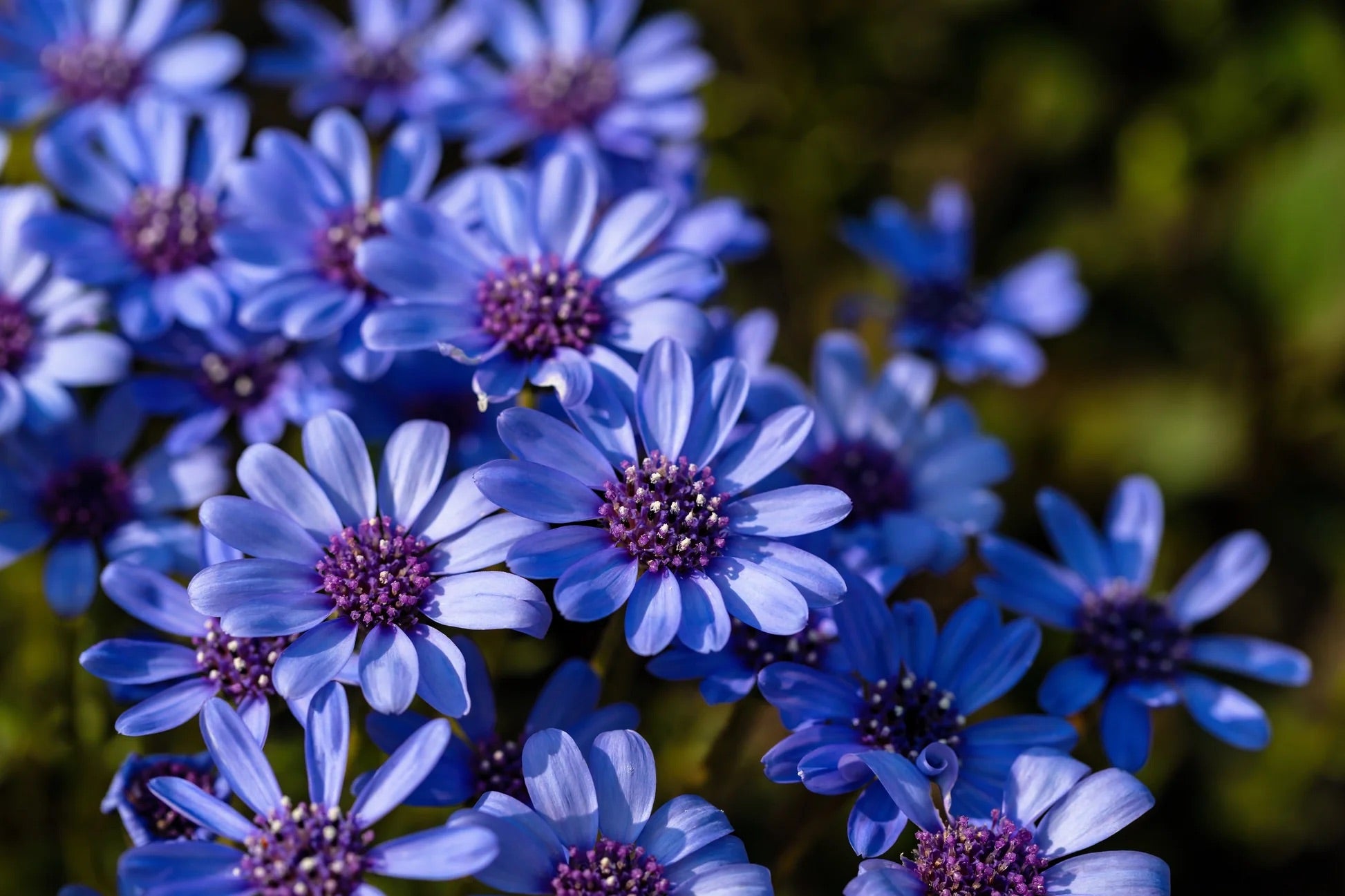 blue daisy flower seeds 100 Blue Felicia Daisy Flower Seeds