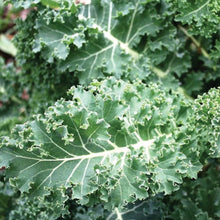 Load image into Gallery viewer, 200 Organic Blue Curled Kale Vegetable Seeds
