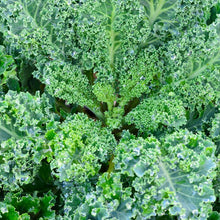 Load image into Gallery viewer, 200 Organic Blue Curled Kale Vegetable Seeds
