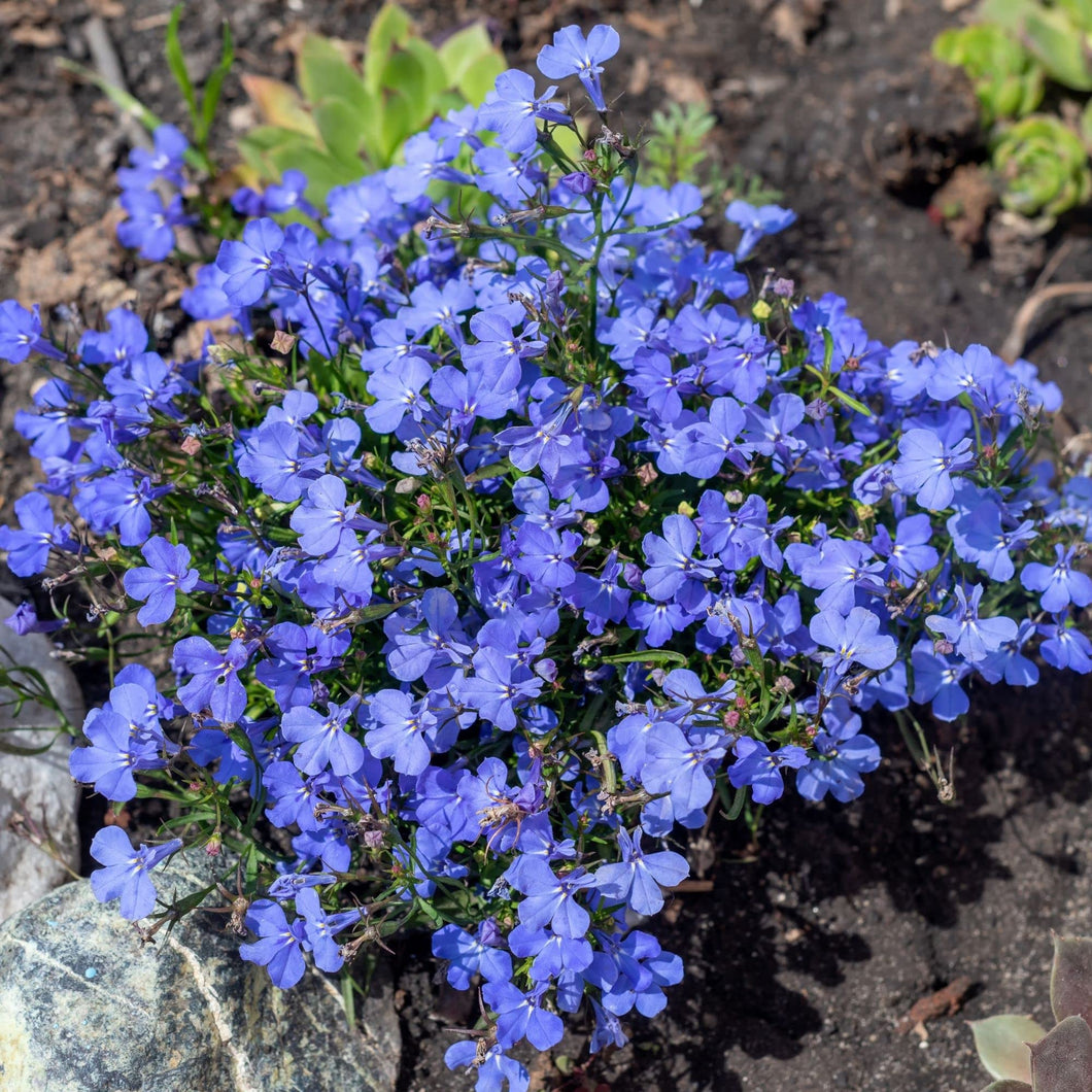 500+ Cambridge Blue Lobelia Flower Seeds