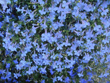 Load image into Gallery viewer, 500+ Cambridge Blue Lobelia Flower Seeds
