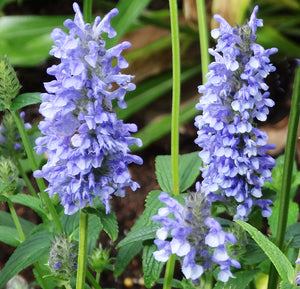 25 Blue Moon Catmint Flower Seeds