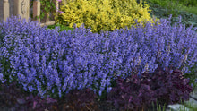 Load image into Gallery viewer, 25 Blue Moon Catmint Flower Seeds
