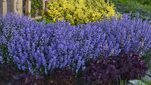 25 Blue Moon Catmint Flower Seeds