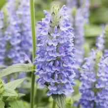 Load image into Gallery viewer, 25 Blue Moon Catmint Flower Seeds
