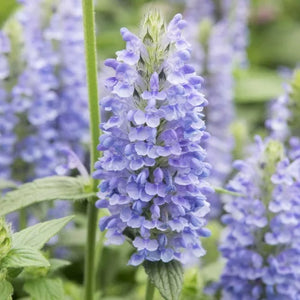 25 Blue Moon Catmint Flower Seeds