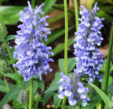Load image into Gallery viewer, 50 Blue Moon Catmint Flower Seeds
