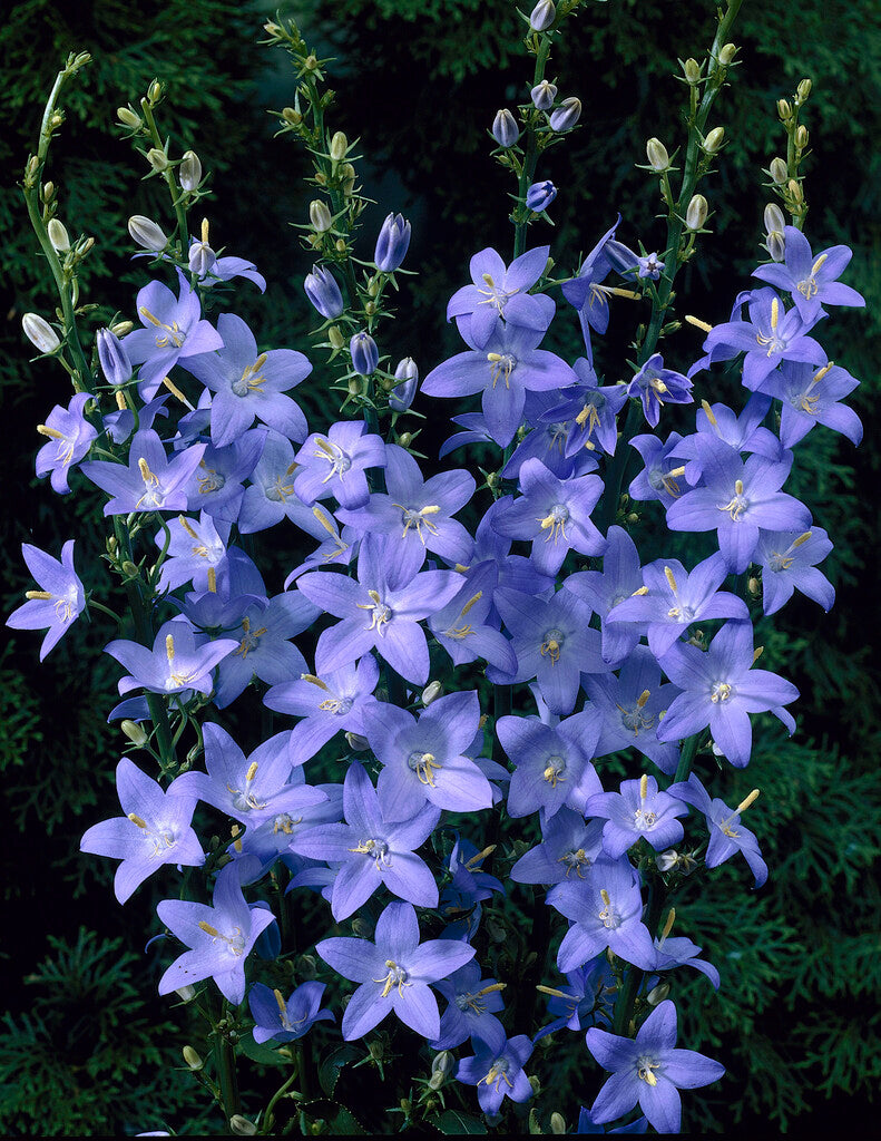 campanula flower seeds 100 Blue Pyradmidalis Campanula Bell Flower Seeds – New Hill Farms