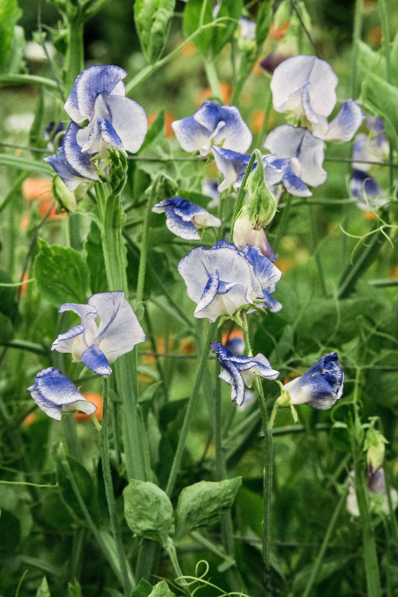 blue pea plant seeds 20 Blue Ripple Sweet Pea Flower Seeds