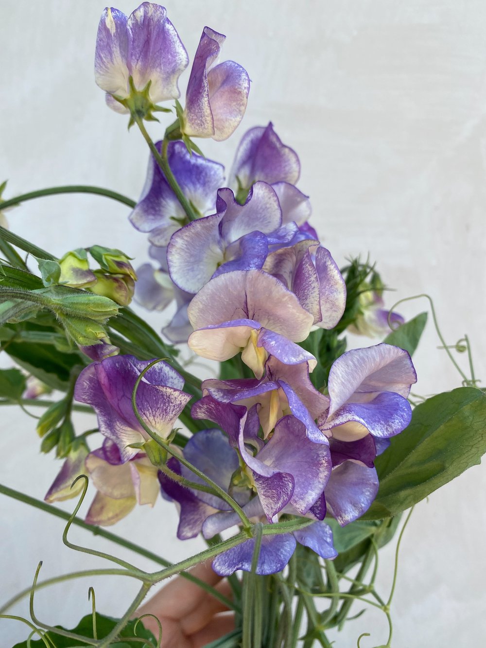 blue pea plant seeds 20 Blue Ripple Sweet Pea Flower Seeds – New Hill Farms