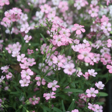 Load image into Gallery viewer, 500 Blush Annual Babys Breath Flower Seeds
