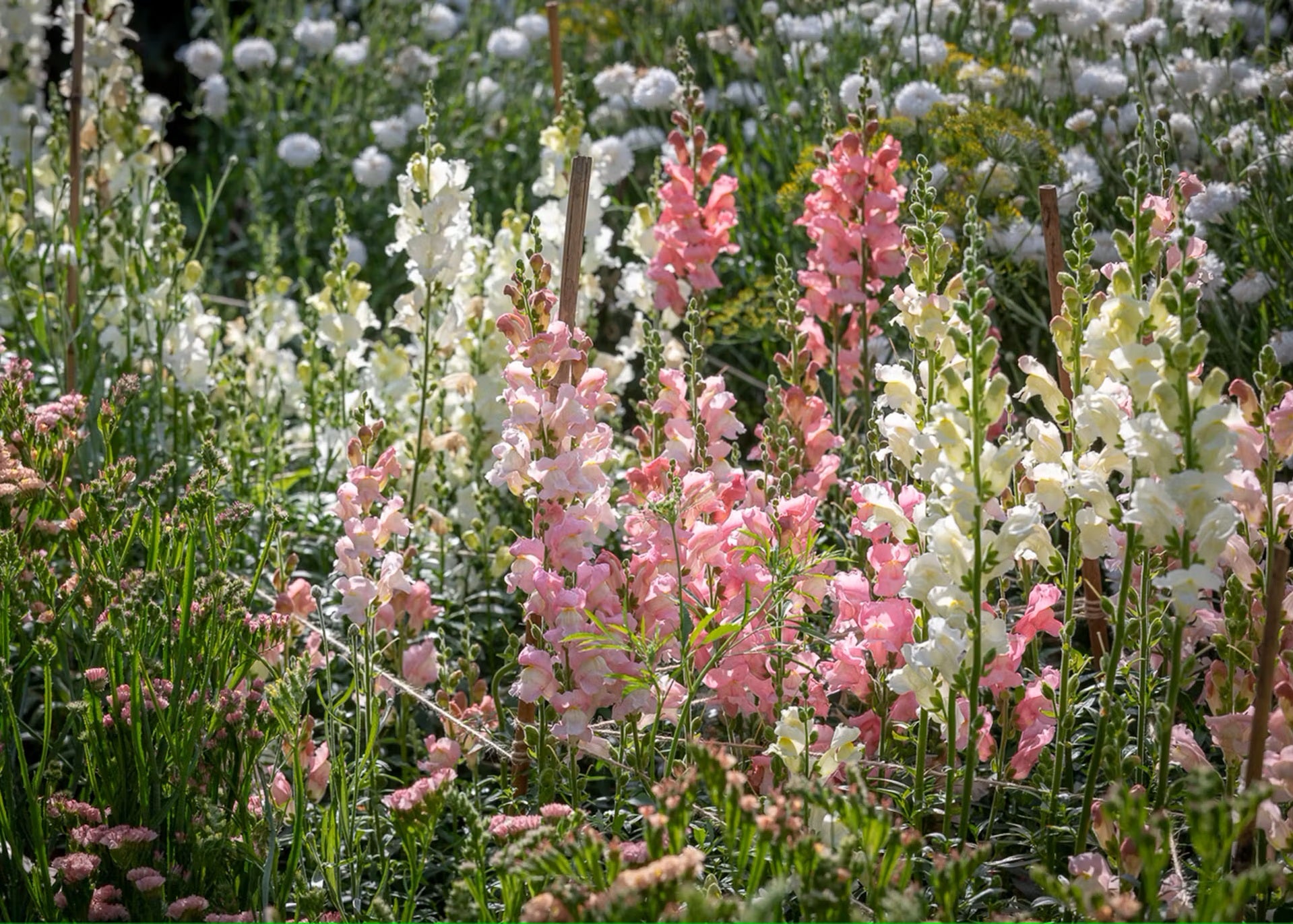 hybrid flower seeds 100 Blushing Bride Hybrid Mix Snapdragon Flower Seeds