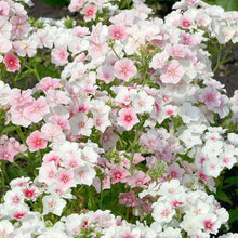 Load image into Gallery viewer, 50 Blush Annual Phlox Flower Seeds
