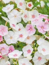 Load image into Gallery viewer, 50 Blush Annual Phlox Flower Seeds
