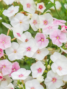 50 Blush Annual Phlox Flower Seeds