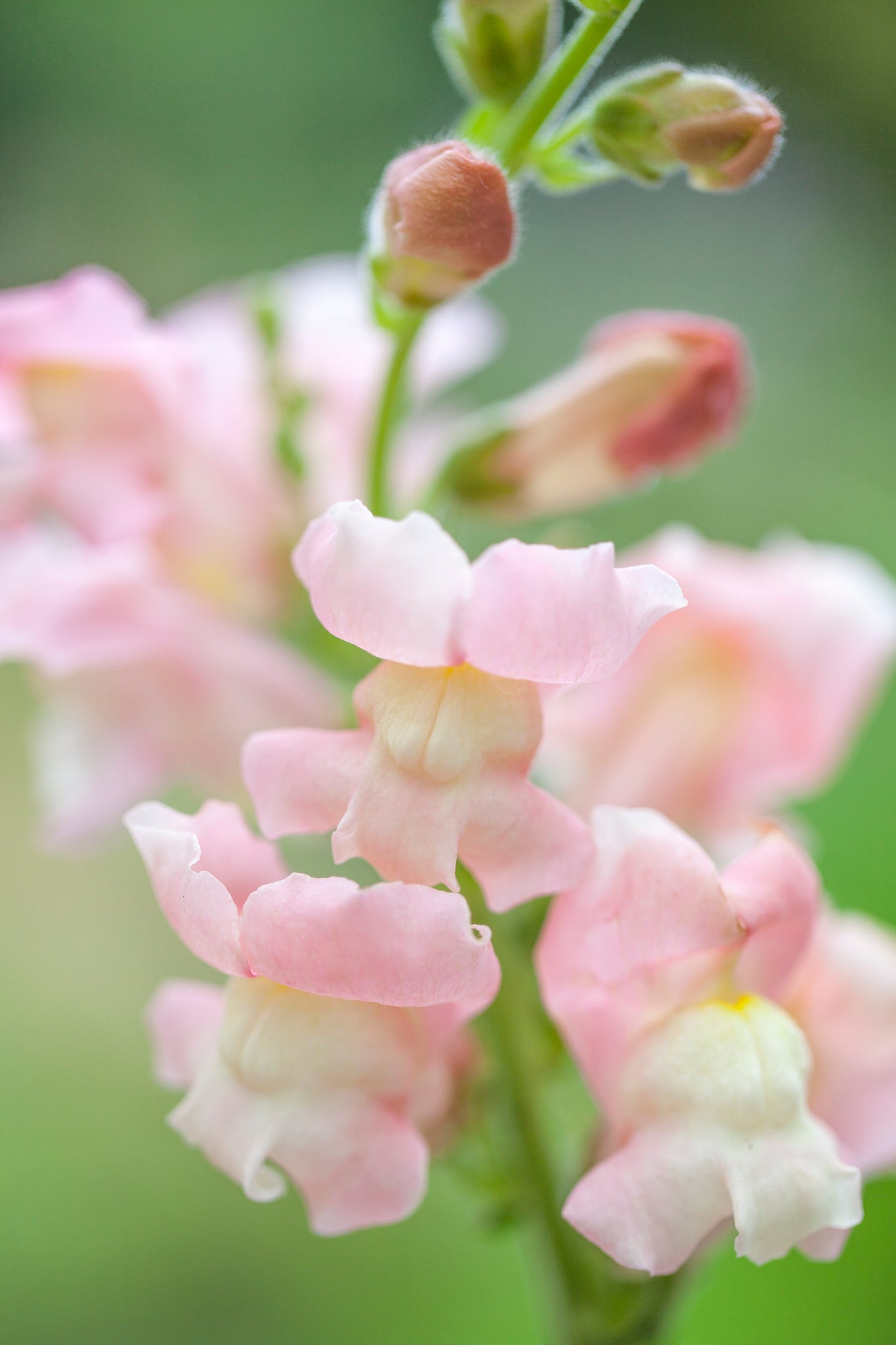 snapdragon flower from seed 100 Blush Hybrid Snapdragon Flower Seeds – New Hill Farms