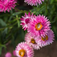 Load image into Gallery viewer, 100 Bright Rose Strawflower Flower Seeds

