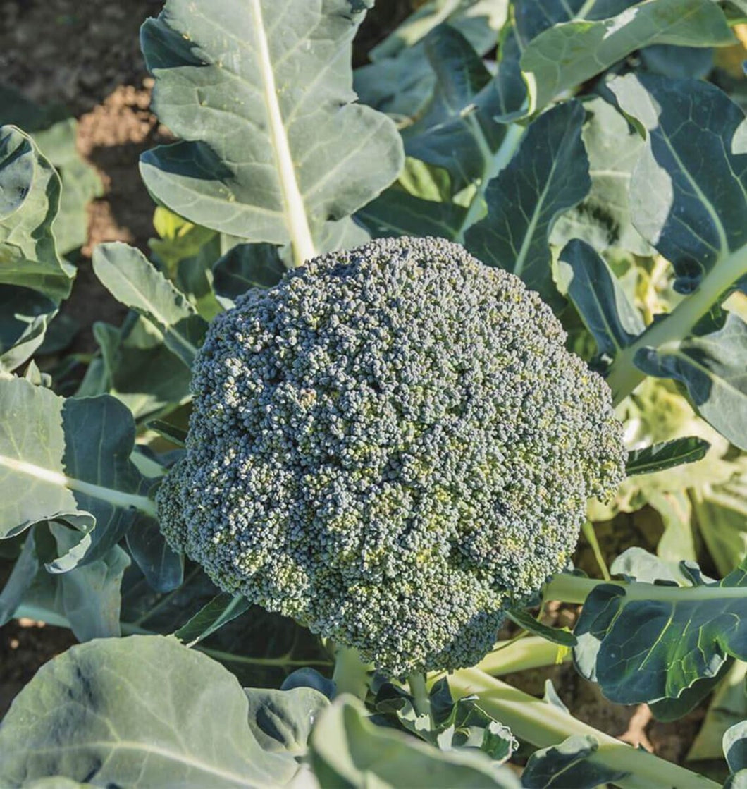 200 Organic Broccoli Vegetable Seeds