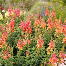 Load image into Gallery viewer, 100 Bronze Hybrid Snapdragon Flower Seeds
