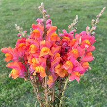 Load image into Gallery viewer, 100 Bronze Hybrid Snapdragon Flower Seeds
