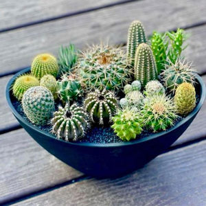 50 Mini Cactus Seeds – New Hill Farms