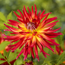 Load image into Gallery viewer, 30 Deluxe Mix Dahlia Flower Seeds
