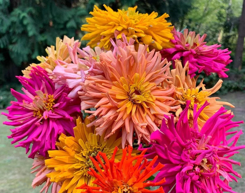 100 Burpeeana Giant Cactus Petaled Zinnia Flower Seeds