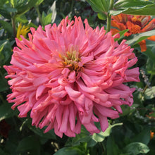 Load image into Gallery viewer, 100 Burpeeana Giant Cactus Petaled Zinnia Flower Seeds
