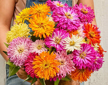 Load image into Gallery viewer, 100 Burpeeana Giant Cactus Petaled Zinnia Flower Seeds
