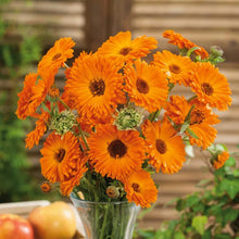 Load image into Gallery viewer, 50 Geisha Girl Orange Calendula Flower Seeds
