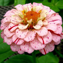 Load image into Gallery viewer, 100 Candy Stripe Zinnia Flower Seeds
