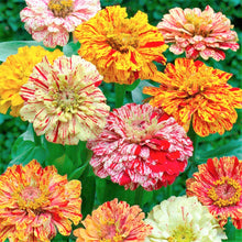 Load image into Gallery viewer, 100 Candy Stripe Zinnia Flower Seeds
