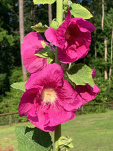Load image into Gallery viewer, 20 Carmine Red Hollyhock Flower Seeds
